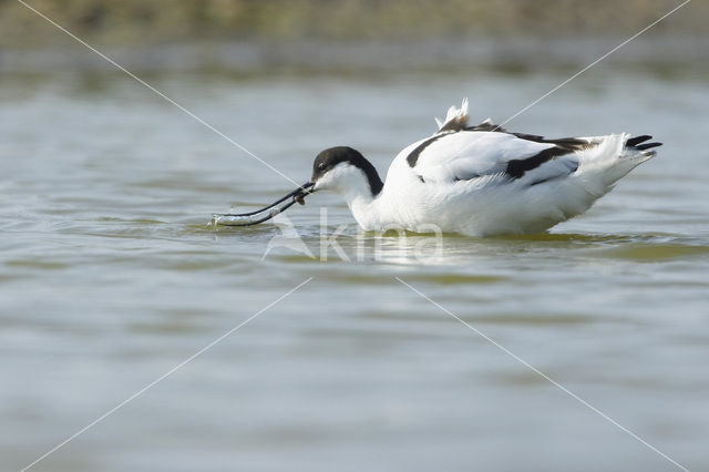 Pied Avocet (Recurvirostra avosetta)