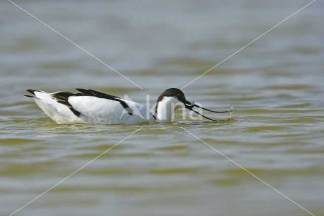 Pied Avocet (Recurvirostra avosetta)