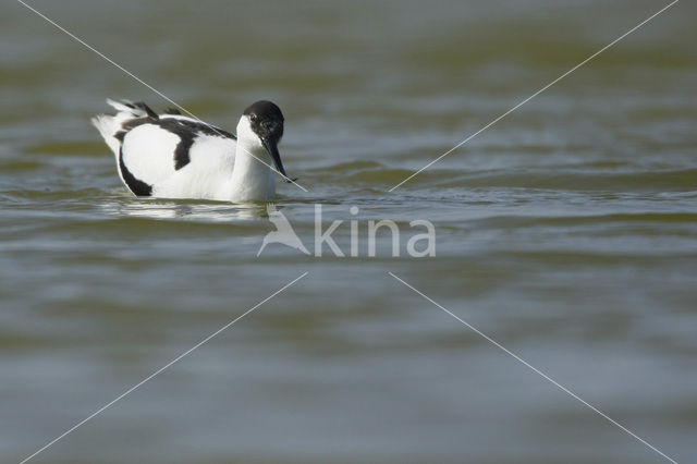 Pied Avocet (Recurvirostra avosetta)