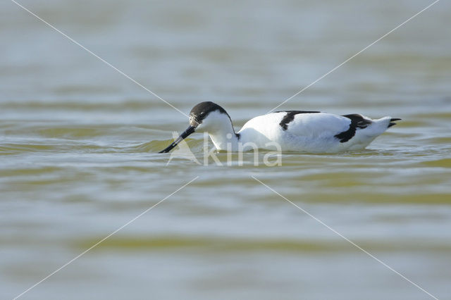 Pied Avocet (Recurvirostra avosetta)