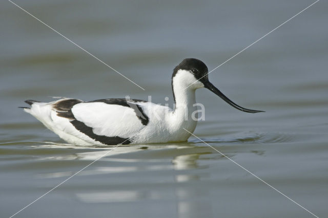 Pied Avocet (Recurvirostra avosetta)