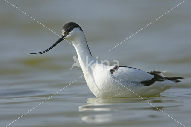 Pied Avocet (Recurvirostra avosetta)