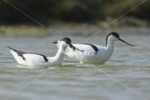 Pied Avocet (Recurvirostra avosetta)