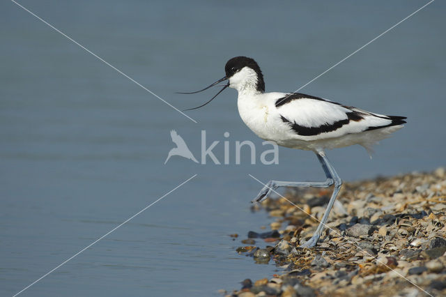 Pied Avocet (Recurvirostra avosetta)