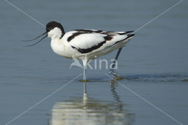 Pied Avocet (Recurvirostra avosetta)