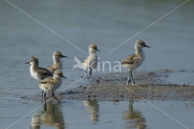 Pied Avocet (Recurvirostra avosetta)