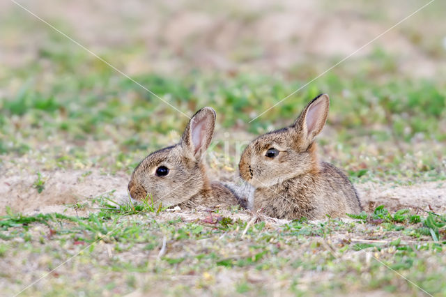 Konijn (Oryctolagus cuniculus)