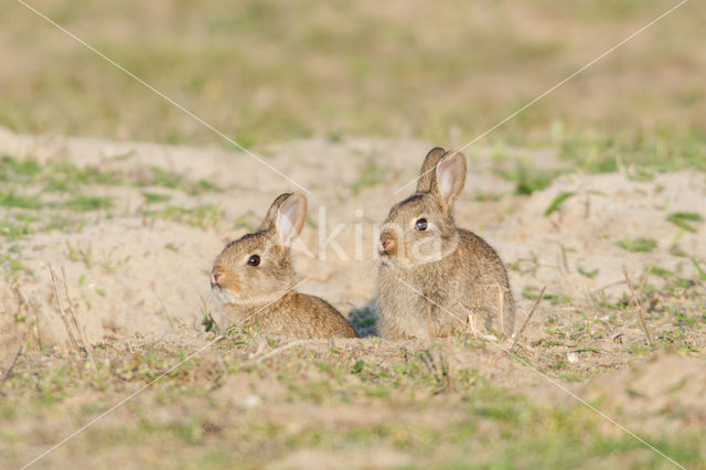 Konijn (Oryctolagus cuniculus)