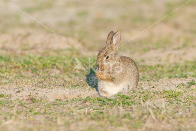 Konijn (Oryctolagus cuniculus)