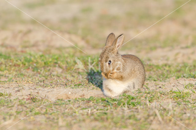 Konijn (Oryctolagus cuniculus)