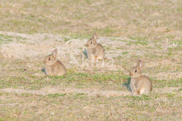 Konijn (Oryctolagus cuniculus)