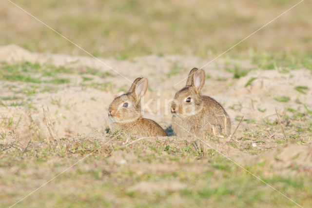 Konijn (Oryctolagus cuniculus)