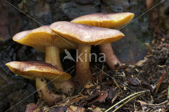 Koningsmantel (Tricholomopsis rutilans)