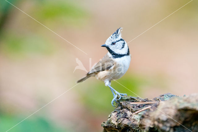 Kuifmees (Parus cristatus)