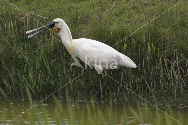 Lepelaar (Platalea leucorodia)