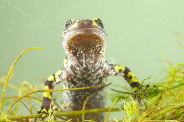 Marmersalamander  (Triturus marmoratus)