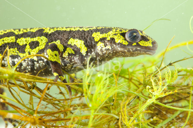 Marmersalamander  (Triturus marmoratus)