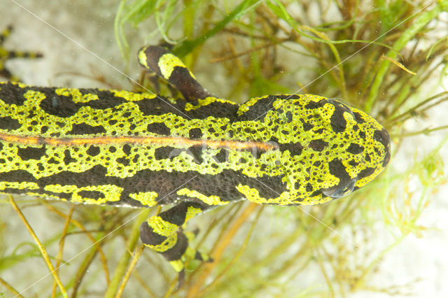 Marmersalamander  (Triturus marmoratus)