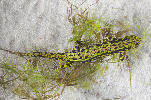 Marmersalamander  (Triturus marmoratus)