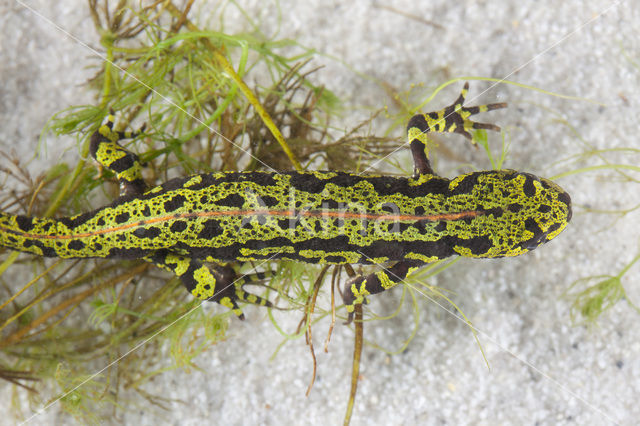 Marmersalamander  (Triturus marmoratus)