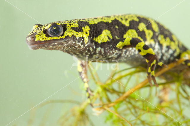 Marmersalamander  (Triturus marmoratus)