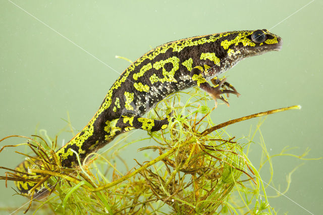 Marmersalamander  (Triturus marmoratus)