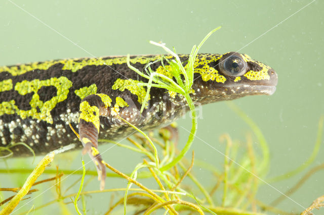 Marmersalamander  (Triturus marmoratus)