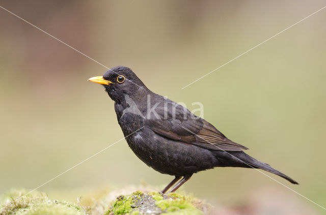 Merel (Turdus merula)