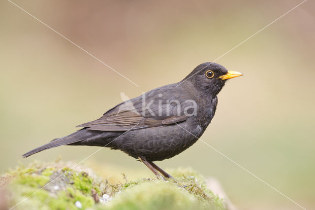 Merel (Turdus merula)