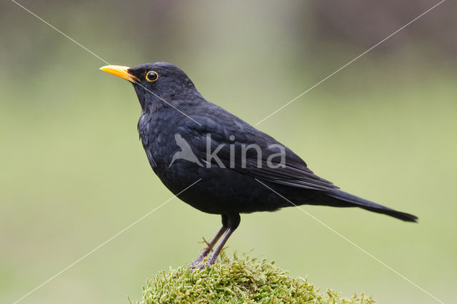 Merel (Turdus merula)