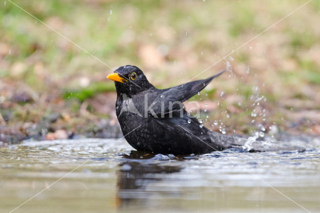 Merel (Turdus merula)