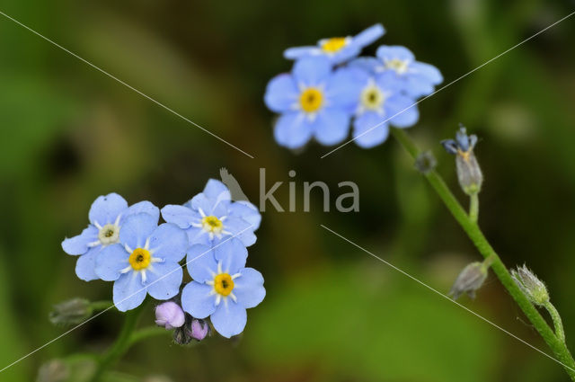 Moerasvergeet-mij-nietje (Myosotis scorpioides)