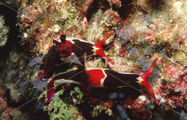 Naaktslak (Nembrotha sp)