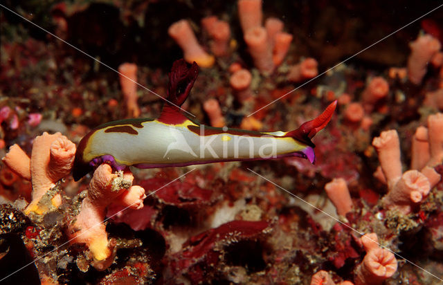 nudibranch