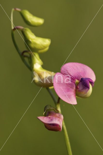 Norfolk Everlasting Pea (Lathyrus heterophyllus)