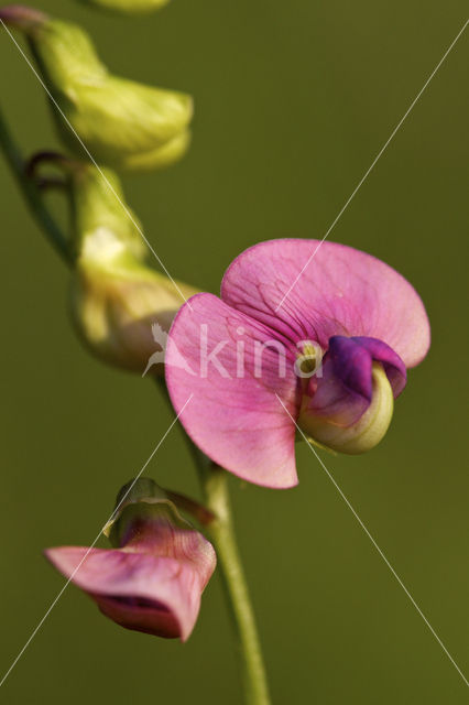 Norfolk Everlasting Pea (Lathyrus heterophyllus)