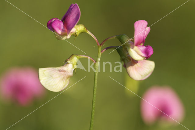 Norfolk Everlasting Pea (Lathyrus heterophyllus)