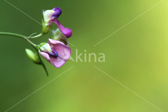 Norfolk Everlasting Pea (Lathyrus heterophyllus)