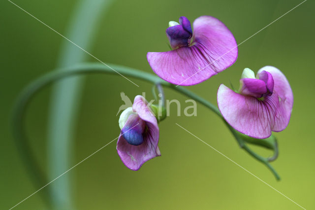 Norfolk Everlasting Pea (Lathyrus heterophyllus)