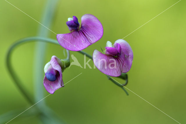 Norfolk Everlasting Pea (Lathyrus heterophyllus)