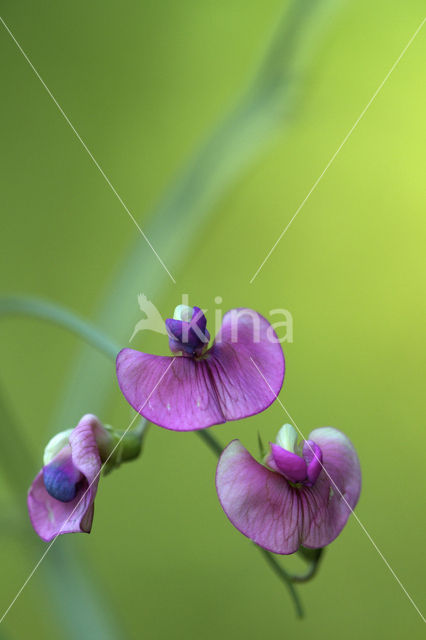 Norfolk Everlasting Pea (Lathyrus heterophyllus)