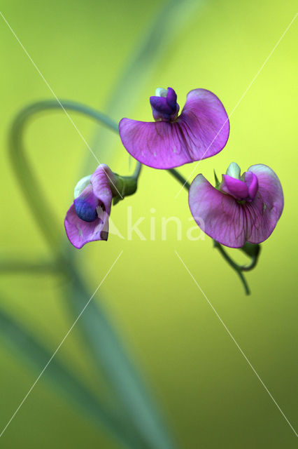 Norfolk Everlasting Pea (Lathyrus heterophyllus)