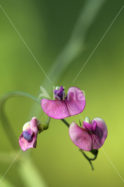 Norfolk Everlasting Pea (Lathyrus heterophyllus)