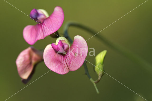 Norfolk Everlasting Pea (Lathyrus heterophyllus)