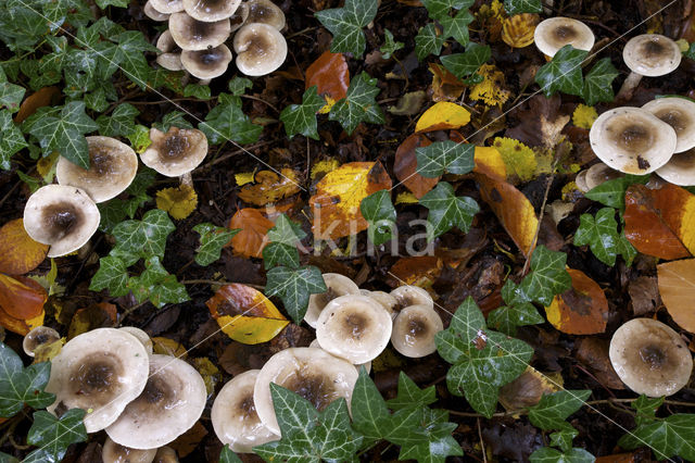 Olijfkleurige slijmkop (Hygrophorus persoonii)