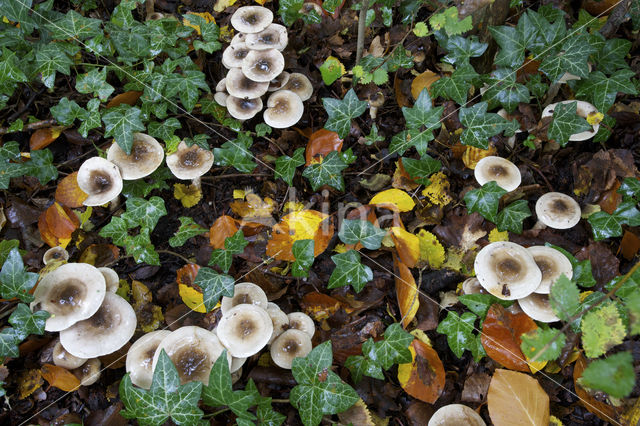 Olijfkleurige slijmkop (Hygrophorus persoonii)