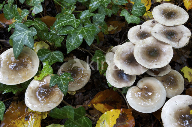 Olijfkleurige slijmkop (Hygrophorus persoonii)