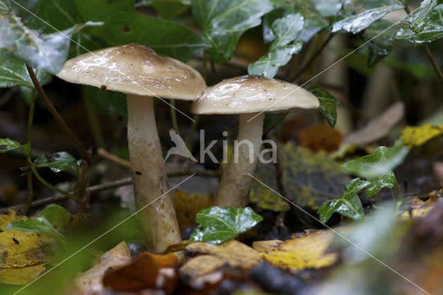 Olijfkleurige slijmkop (Hygrophorus persoonii)