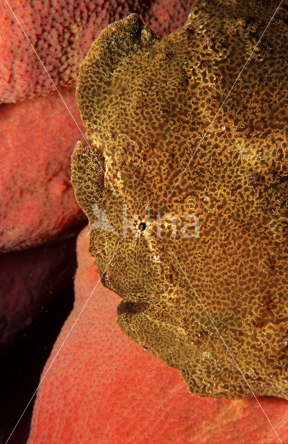 Giant Frogfish (Antennarius commersonii)