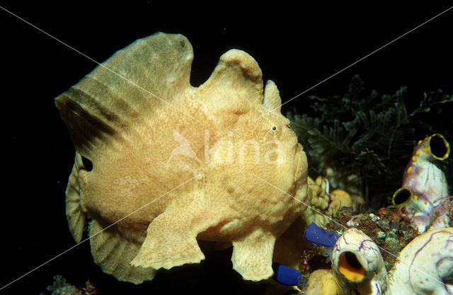 Giant Frogfish (Antennarius commersonii)